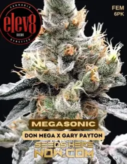 Megasonic Feminized Seeds by Elev8 (space) Hybrid Cannabis with Earthy and Fruity Aromas