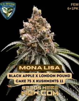 Mona Lisa Bonus Pack feminized cannabis seeds by T.H. Seeds