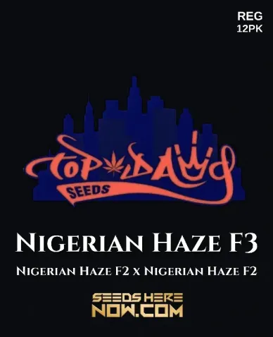 Nigerian Haze F3 Regular Seeds - Sativa Dominant Strain with Pine and Citrus Aromas