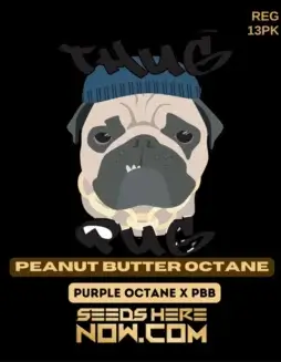 Peanut Butter Octane regular cannabis seeds pack by Thug Pug Genetics