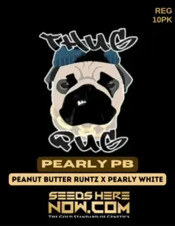 Pack of Pearly PB Regular Seeds by Thug Pug Genetics