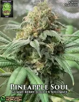 Pineapple Soul Feminized Cannabis Seeds by Trichome Jungle