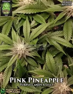 Pink Pineapple cannabis seeds, Purple Candy x Lillt hybrid by Trichome Jungle
