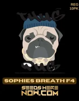 Sophies Breath F4 Regular Seeds (space) High THC Cannabis by Thug Pug Genetics