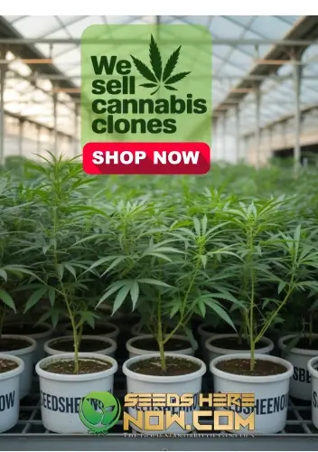 Autoflower Seeds Promotion