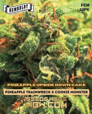 Pineapple Upside Down Cake (Feminized) (space) Humboldt Seed Company