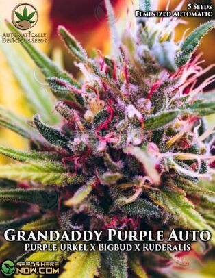 Grandaddy Purple Auto (Autoflower) (space) Automatically Delicious