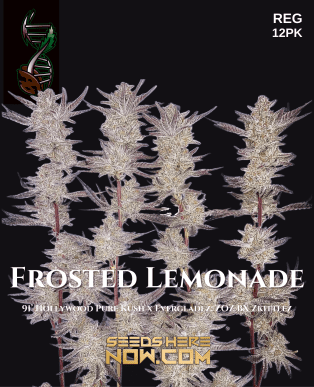 Frosted Lemonade (Regular) (space) Green Fire Genetics
