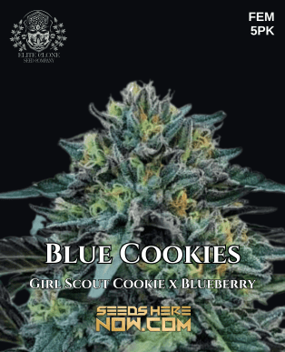 Blue Cookies S1 (Feminized) (space) Elite Clone Seed Company