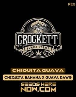 Chiquita Guava (Regular) (space) Crockett Family Farms