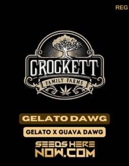 Gelato Dawg (Regular) (space) Crockett Family Farms