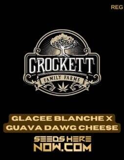 Glacee Blanche x Guava Dawg (Regular) (space) Crockett Family Farms
