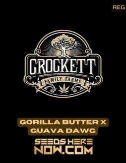 Gorilla Butter x Guava Dawg (Regular) (space) Crockett Family Farms