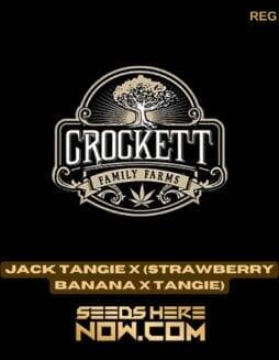 Jack Tangie x (Strawberry Banana x Tangie) (Regular) (space) Crockett Family Farms