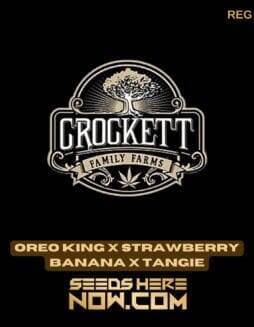 Oreo King x Strawberry Banana x Tangie (Regular) (space) Crockett Family Farms