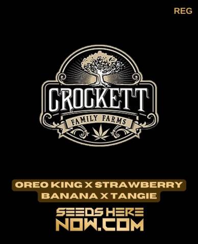 Oreo King x Strawberry Banana x Tangie (Regular) - Crockett Family Farms