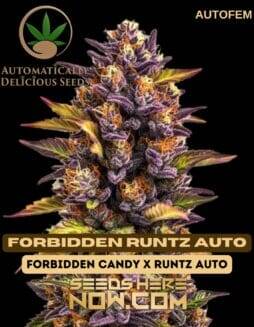 Forbidden Runtz Auto (Autoflower) (space) Automatically Delicious
