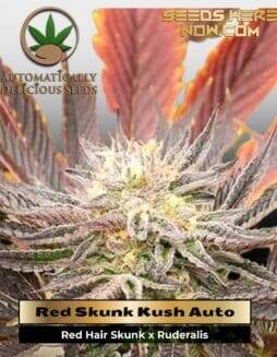 Red Skunk Kush Auto (Autoflower) (space) Automatically Delicious