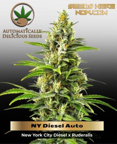 NY Diesel Auto (Autoflower) - Automatically Delicious