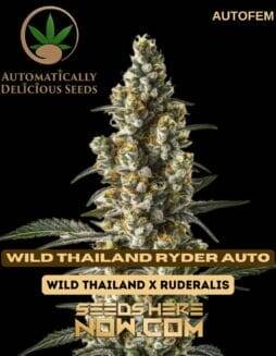 Wild Thailand Ryder Auto (Autoflower) – Automatically Delicious