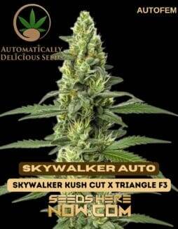 Skywalker Auto (Autoflower) (space) Automatically Delicious