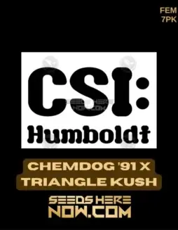 Close(space)up image of Chemdog '91 x Triangle Kush cannabis seeds by CSI Humboldt