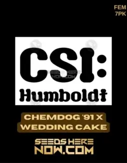Chemdog '91 x Wedding Cake Feminized Seeds (space) High THC Content and Sweet Diesel Aroma