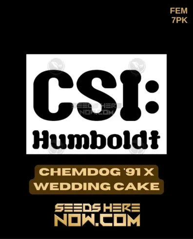 Chemdog '91 x Wedding Cake Feminized Seeds - High THC Content and Sweet Diesel Aroma