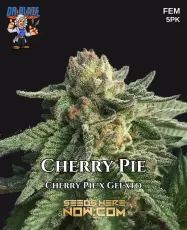 Cherry Pie S1 Feminized Seeds - Sweet Cherry and Earthy Aromas
