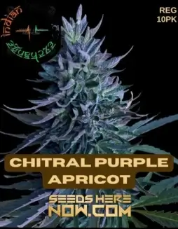 Chitral Purple Apricot cannabis seeds from Indian Landrace Exchange