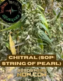 Chitral String of Pearls Regular Cannabis Seeds by Indian Landrace Exchange showcasing traits and benefits