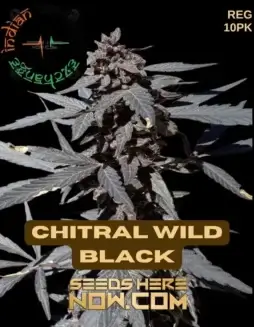 Chitral Wild Black cannabis seeds (space) Pure Kalash highland land(space)race, 9(space)10 weeks flowering, energetic uplift effect