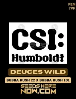 Deuces Wild Cannabis Seeds by CSI Humboldt (space) Feminized Hybrid Strain