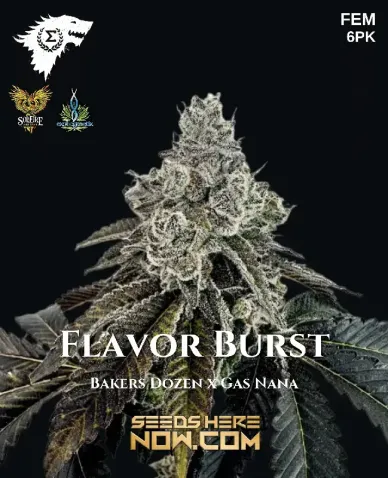 Flavor Burst Feminized Seeds - hybrid cannabis seeds with citrus and pine aroma
