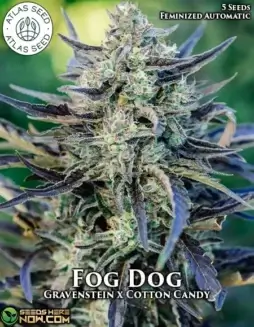 Fog Dog Autoflower Cannabis Seeds by Atlas Seeds, featuring Gravenstein and Cotton Candy strains