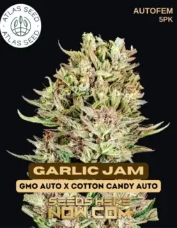 Garlic Jam Autoflower cannabis seeds (space) Indica Dominant, 20(space)25% THC by Atlas Seeds