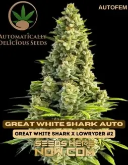 Great White Shark Auto cannabis seeds, 65% Indica 35% Sativa, High THC levels