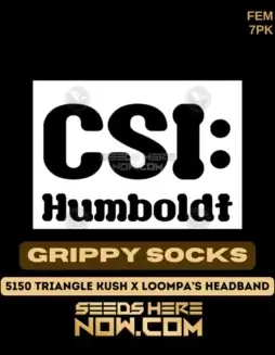 Grippy Socks feminized cannabis seeds by CSI Humboldt, featuring 5150 Triangle Kush and Loompa’s Headband genetics