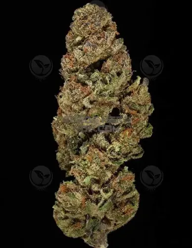Pack of Hell's Fire regular cannabis seeds by Crockett Family Farms