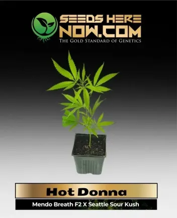 Vibrant Hot Donna cannabis plant, sativa-dominant hybrid by FR33DOM FARMS