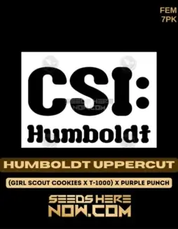 CSI Humboldt's Humboldt Uppercut Feminized Seeds (space) High THC and Indica Dominant
