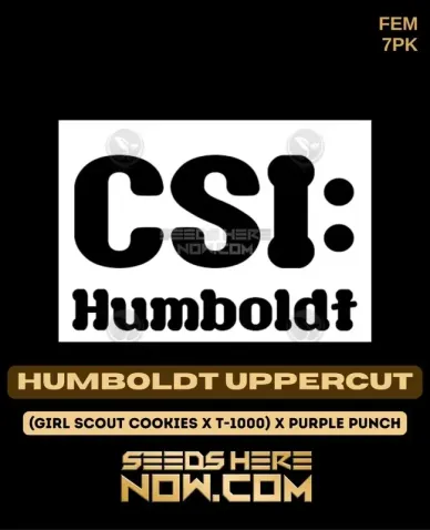CSI Humboldt's Humboldt Uppercut Feminized Seeds - High THC and Indica Dominant