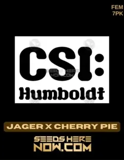 Feminized Jager x Cherry Pie cannabis seeds by CSI Humboldt