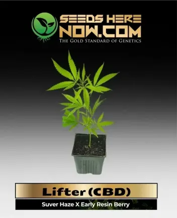 Lifter CBD cannabis clones in a garden setting, showing vibrant green and purple hues