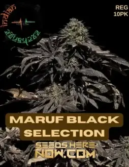 Image of Maruf Black Selection cannabis seeds packaging by Indian Landrace Exchange