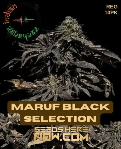 Image of Maruf Black Selection cannabis seeds packaging by Indian Landrace Exchange