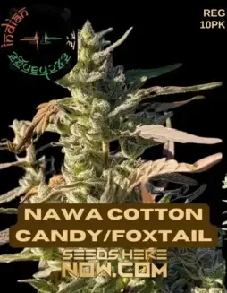 Nawa Cotton Candy Foxtail Regular Seeds (space) High(space)Desert Landrace Cannabis