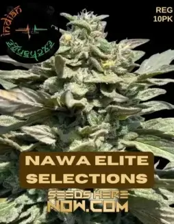 Pack of Nawa Elite Selections Cannabis Seeds from Indian Landrace Exchange