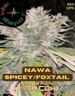 Image of Nawa Spicey/Foxtail cannabis seeds by Indian Landrace Exchange