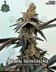 Neon Sunshine Feminized Cannabis Seeds by Exotic Genetix featuring Zkittlez and Falcon 9 lineage